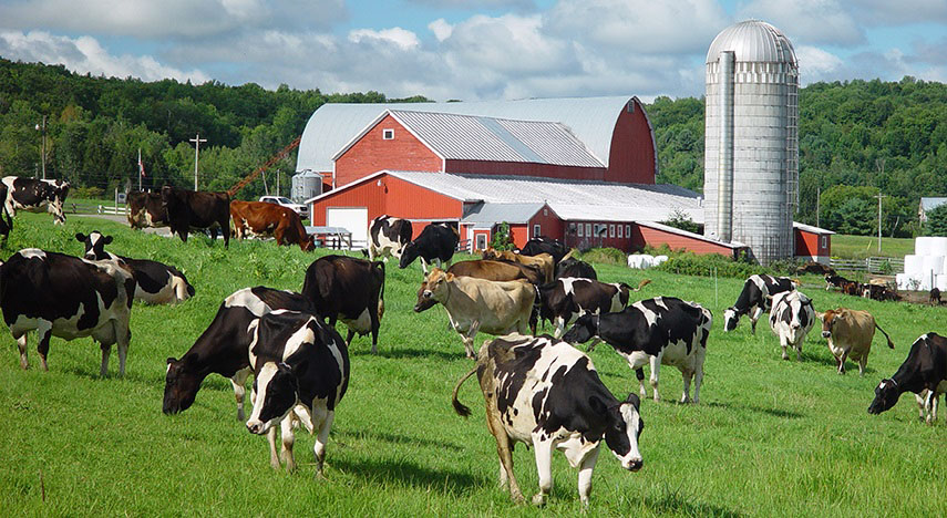 cows in a field